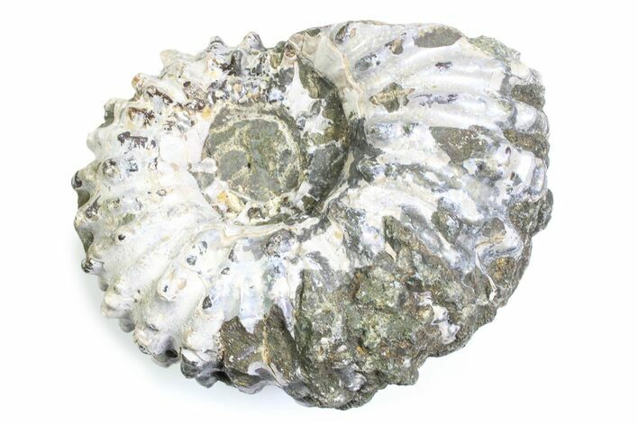 Bumpy Ammonite (Douvilleiceras) Fossil - Madagascar #361219